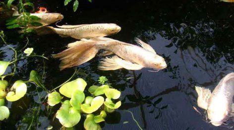 Waterdraak