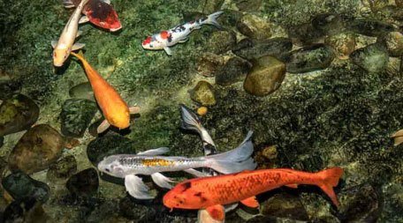 Koi met prachtige kleuren