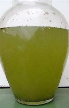 Troebel groen vijverwater