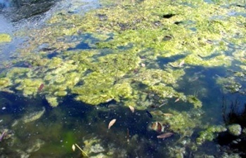 Draadalg en groen water, wat u er tegen kunt doen