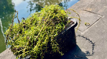Zuurstofplanten in mandjes 