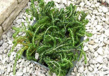 Zuurstofplanten in mand, per 4 stuks