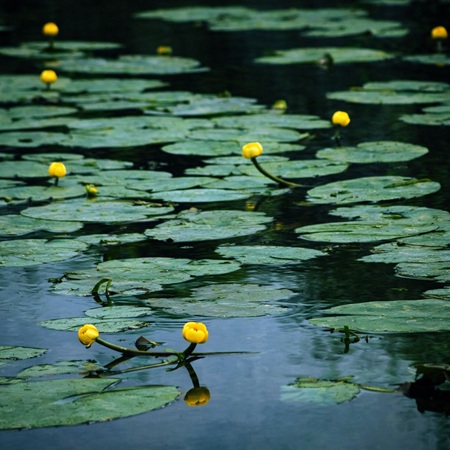 Gele Plomp of Nuphar lutem