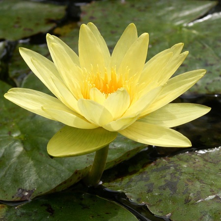 Gele waterlelie of Nymphaea