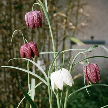 Kievitsbloem
