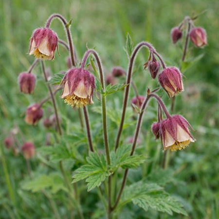 Knikkend Nagelkruid of Geum rivale