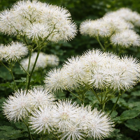Moeras Spirea wit