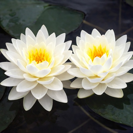 Nymphaea Mme Gonnere