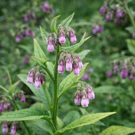 Smeerwortel