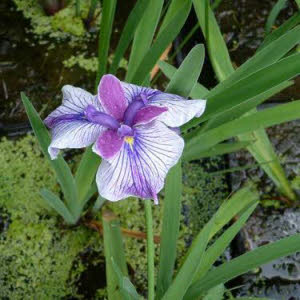 Japanse Iris of Iris Kaempferi