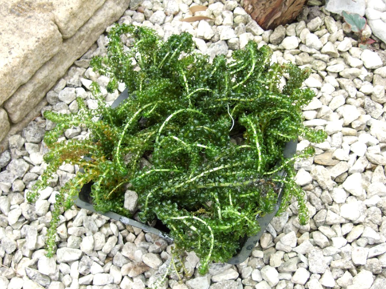 Zuurstofplanten in mand per 2 stuks