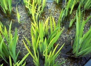 Stimuleert de plantengroei in de filterzone