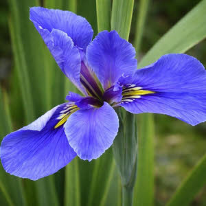 Blauwe lis