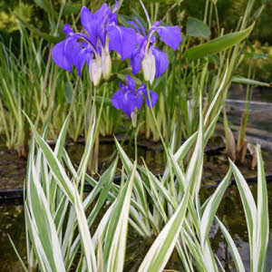 Bonte Japanse Iris