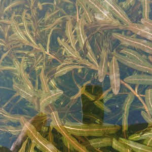 Gekroesd Fonteinkruid