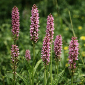 Gevlekte Rietorchis