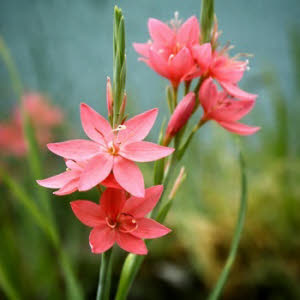 Kafferlelie Rood