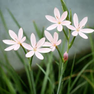 Roze Kafferlelie