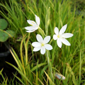 Witte kafferlelie