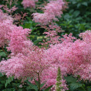 Moeras Spirea rood