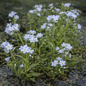 Moerasvergeetmijniet blauw