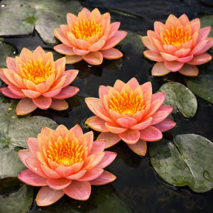 2 N. Aurora (oranje-roze)