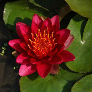 Nymphaea Burgundy Princess (rood)