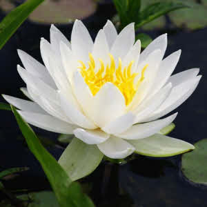 Nymphaea Odorata Minor (wit)
