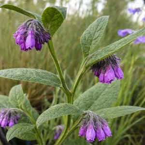 Smeerwortel
