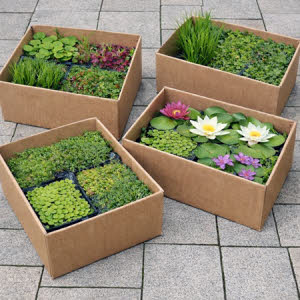 Vijverplanten pakket kant en klaar
