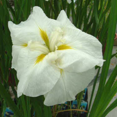 japanse iris wit